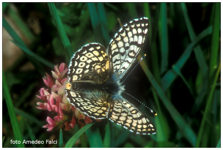 Melitaea cinxia apocromatica.